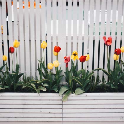 Yellow and red tulips blooming in front of a white fence
